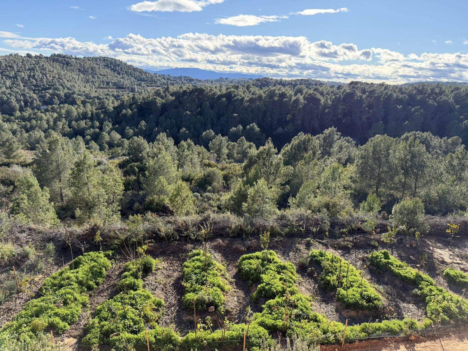 The food forest seen from above