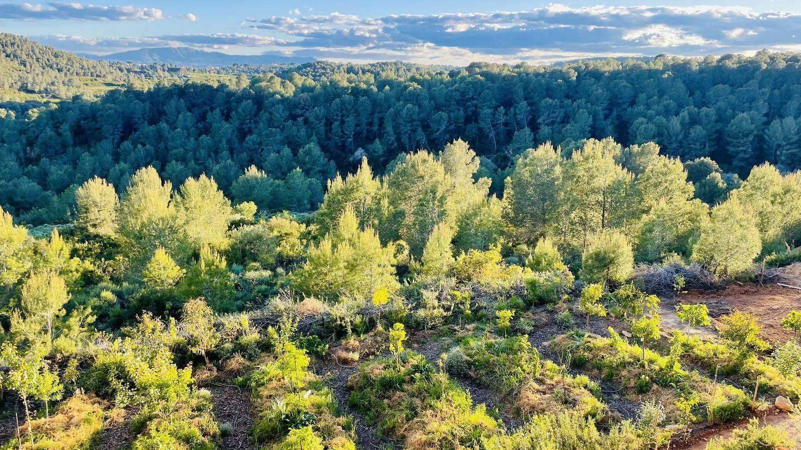 The food forest at Cura seen from above