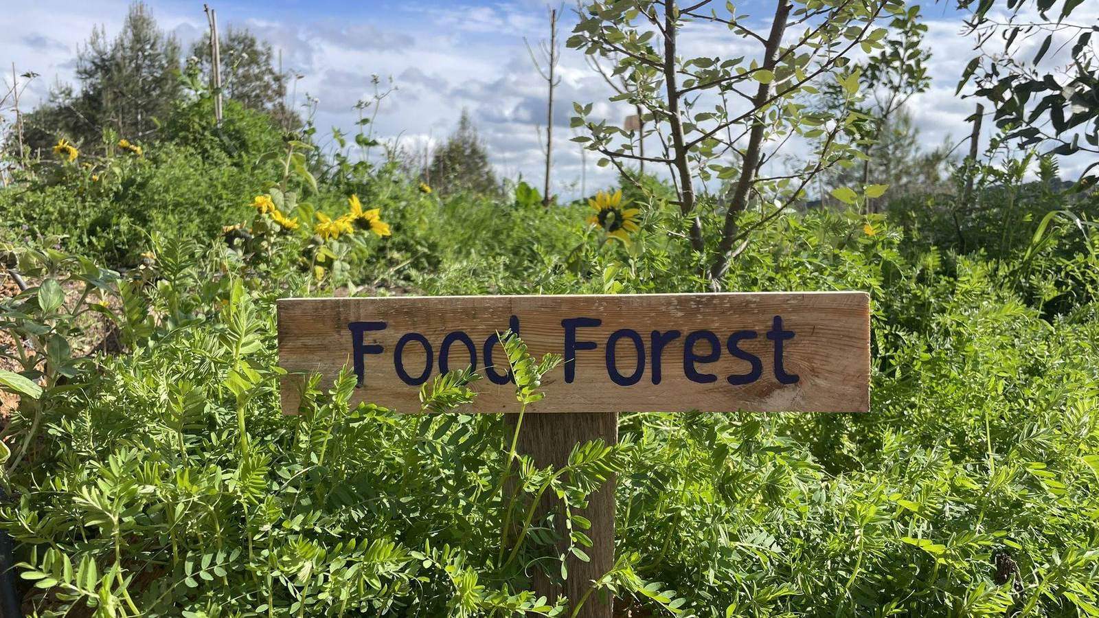 The food forest sign among sunflowers and green crops